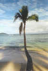 Palm tree almost horizontal leaning out to sea at vure vure,taveuni fiji