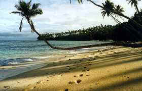 horizontal palm tree over beach at vur vure taveuni fiji