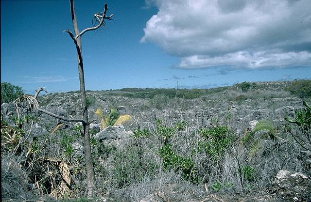 Nauru Landscape after phosphate mining