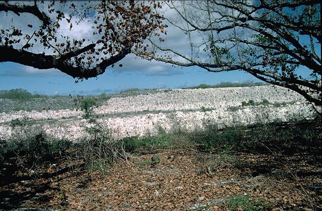 Nauru Landscape after phosphate mining