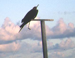 Captive frigate bird