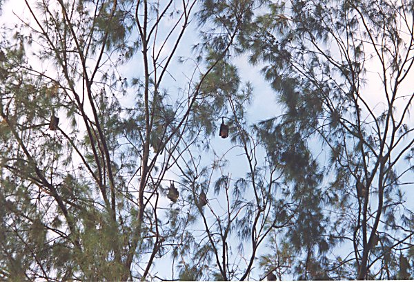 Flying foxes 'Uoleva Ha'apai Group Tonga