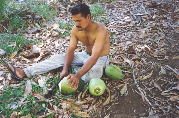 Fresh drinking coconut water