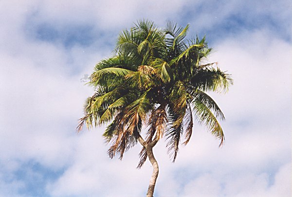 Two headed Coconut Palm