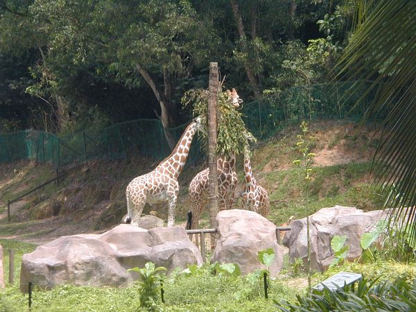 kl_zoo2017.jpg<BR>