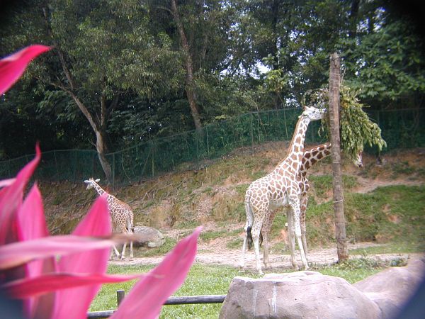 kl_zoo2019.jpg<BR>
