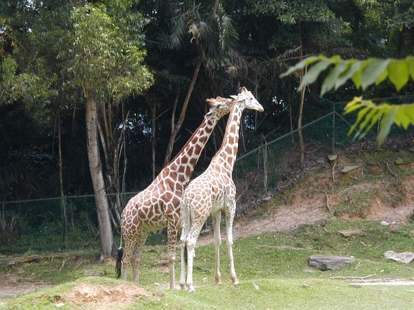 kl_zoo2027.jpg<BR>