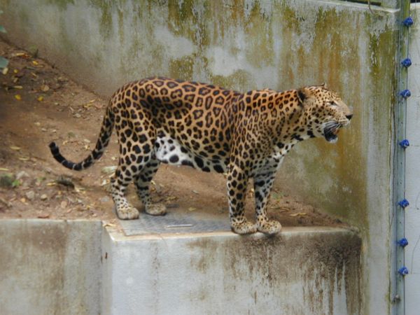 kl_zoo2042.jpg<BR>