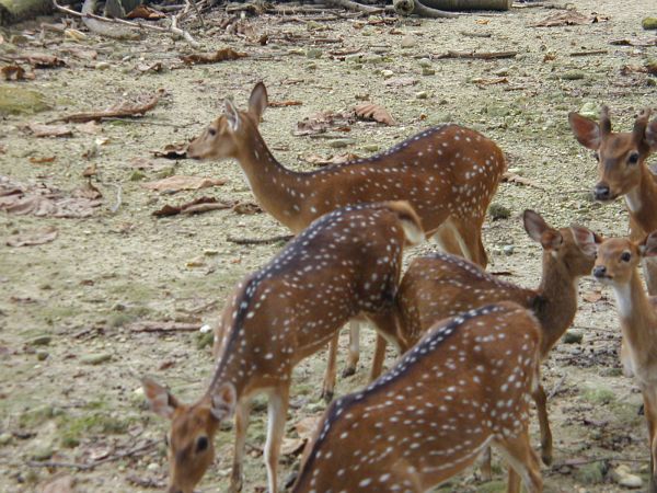 kl_zoo2047.jpg<BR>