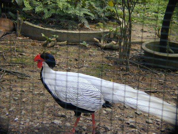kl_zoo2050.jpg<BR>