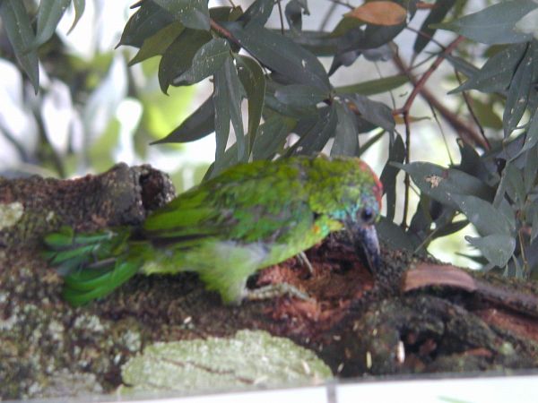 kl_zoo2054.jpg<BR>