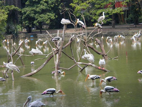 kl_zoo2056.jpg<BR>